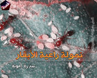 غلاف: قصة نمولة راعية الأبقار للكاتبة سدرة أمونة كاملة